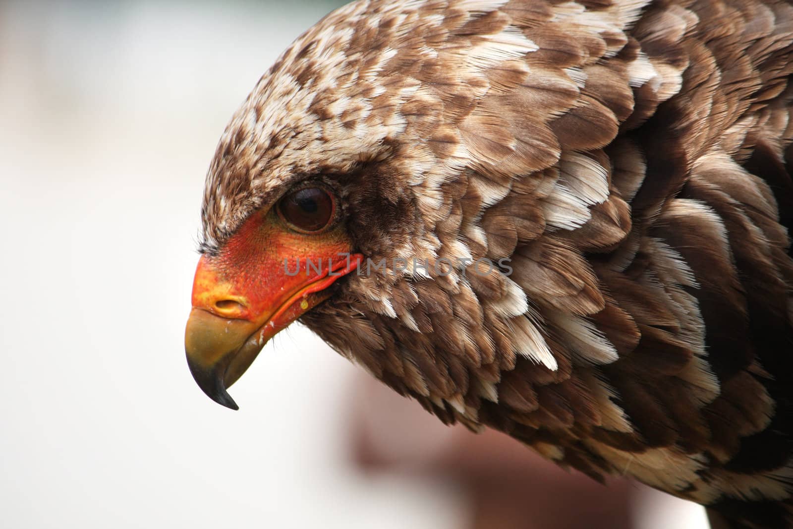 Close up view of a juvenile bateleur eagle.