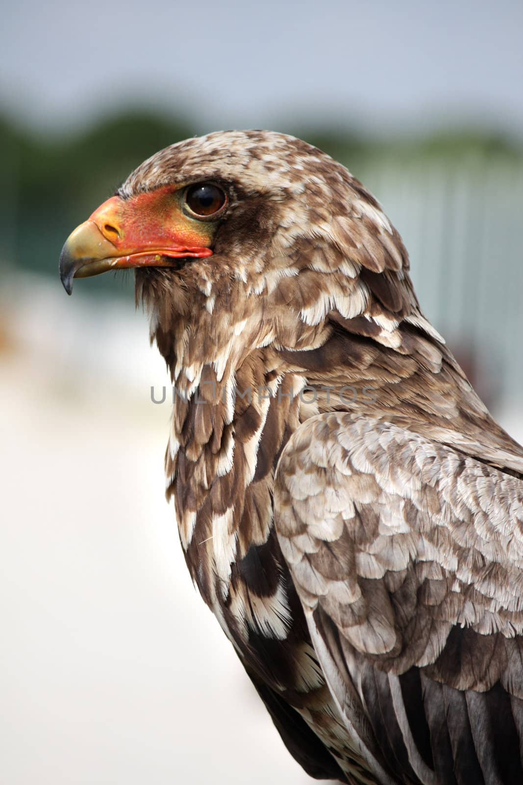 Close up view of a juvenile bateleur eagle.