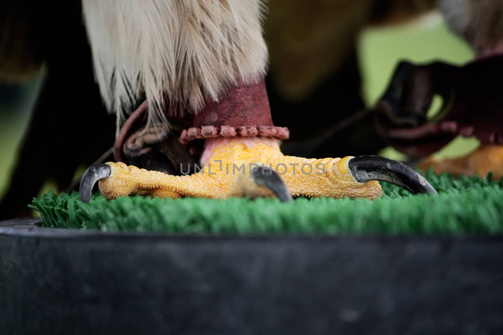 Closeup view of the claws of an eagle.