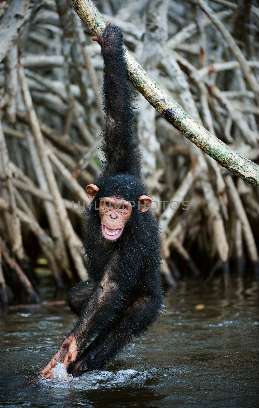  The kid of a chimpanzee hangs on a branch and plays with water, splashing on the parties.