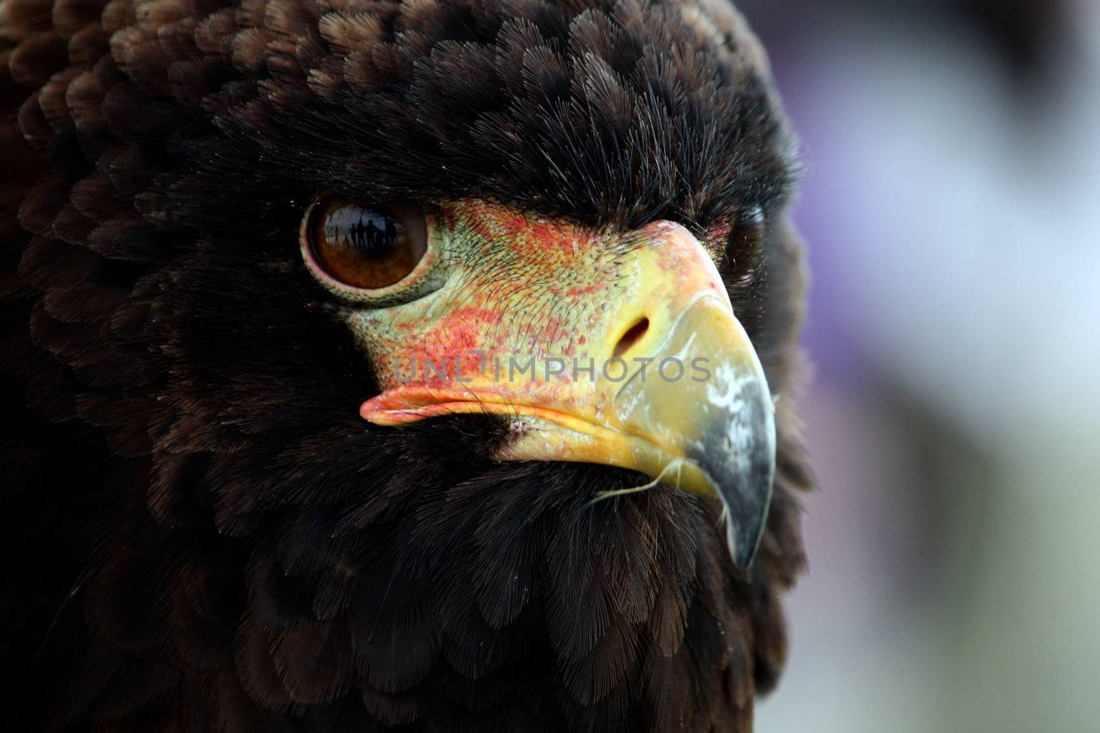 Bateleur eagle by membio