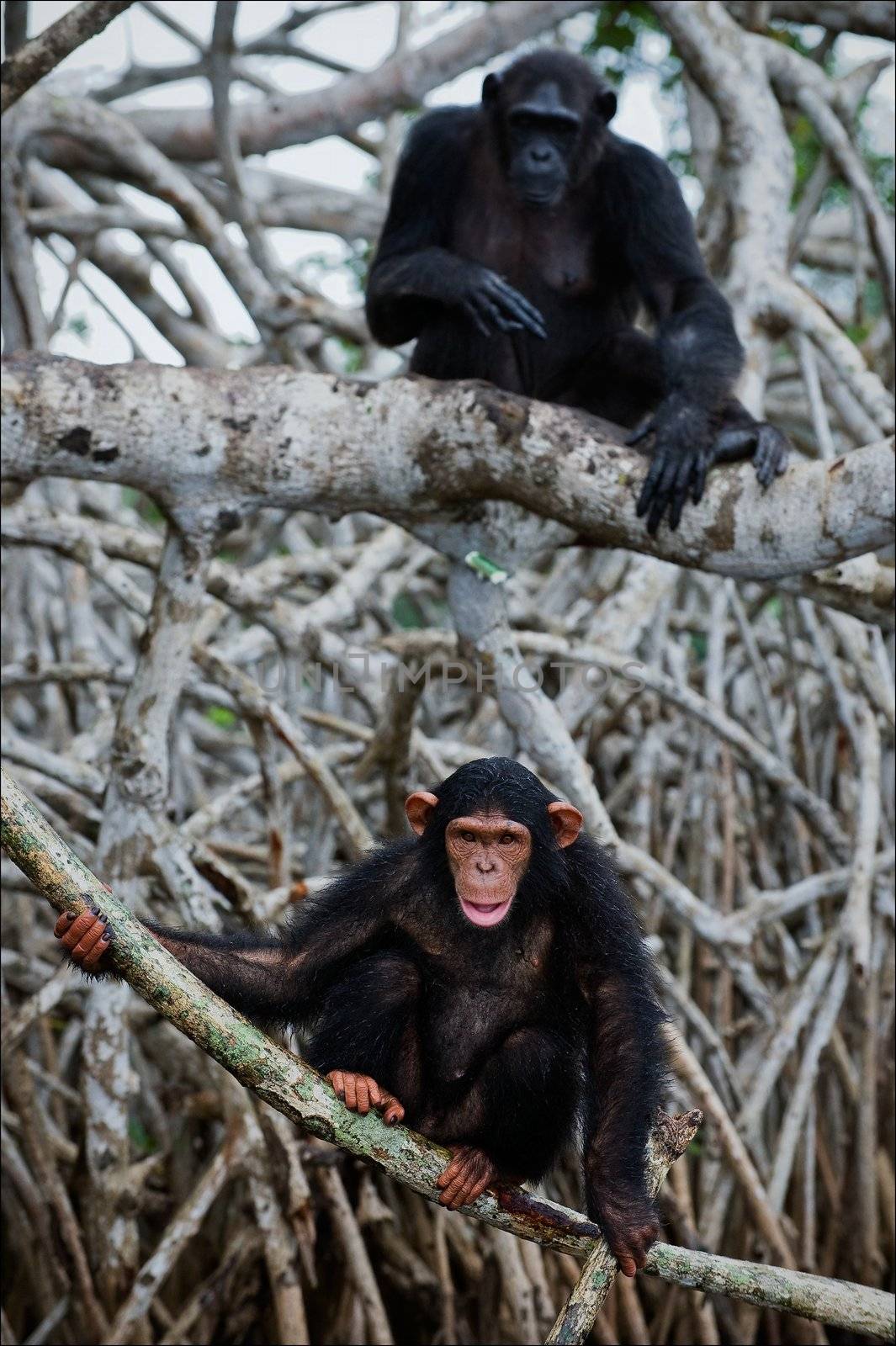 Chimpanzee on roots mangrove tree. by SURZ