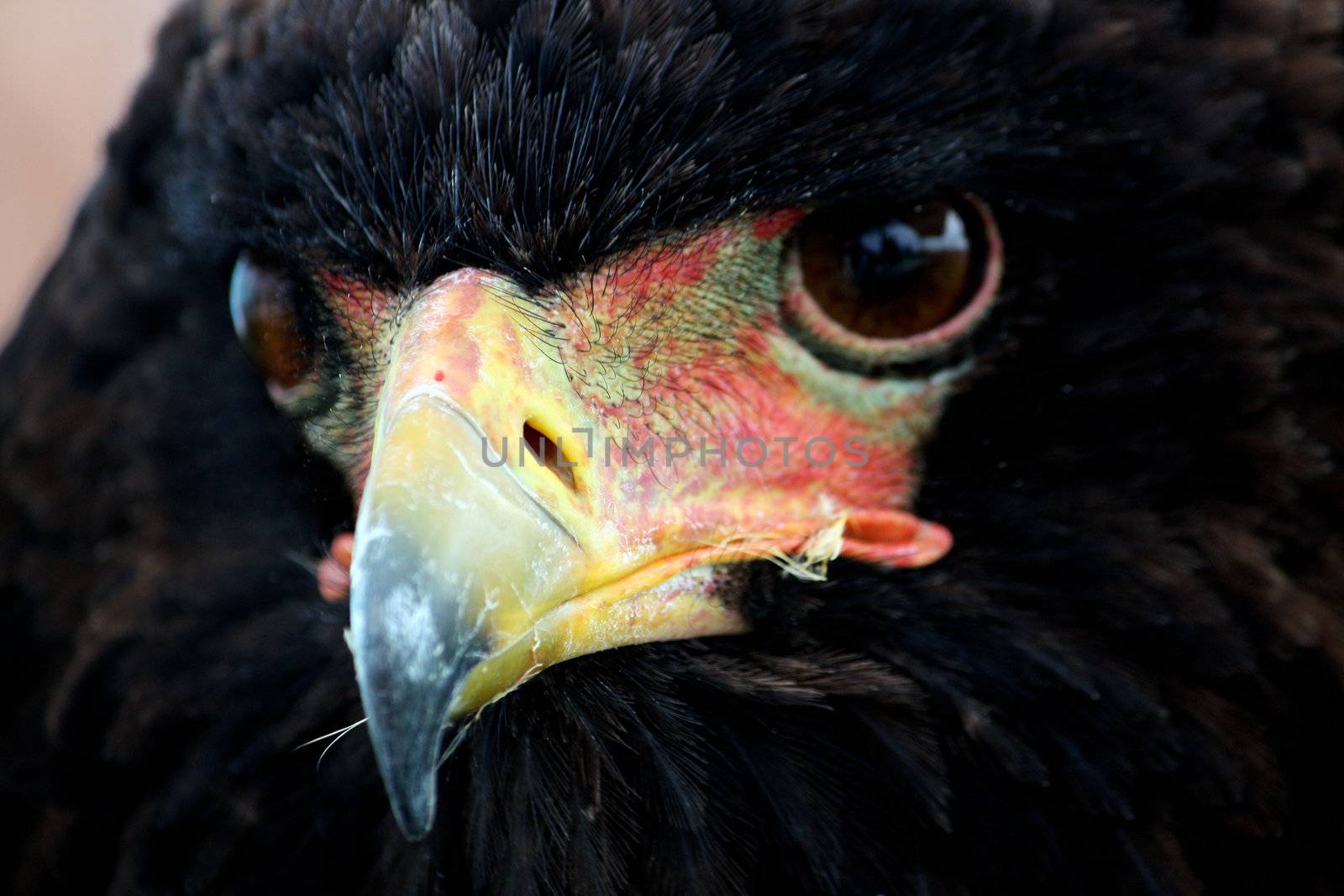 Close up view of the head of a bateleur eagle.