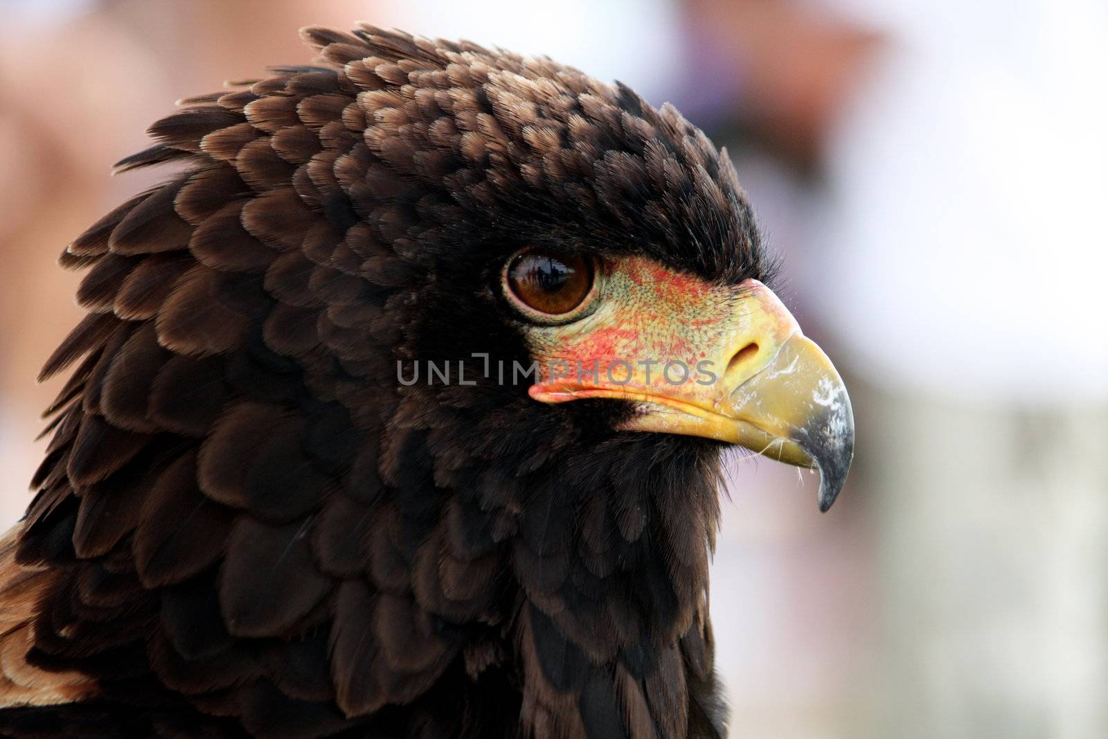 Close up view of the head of a bateleur eagle.