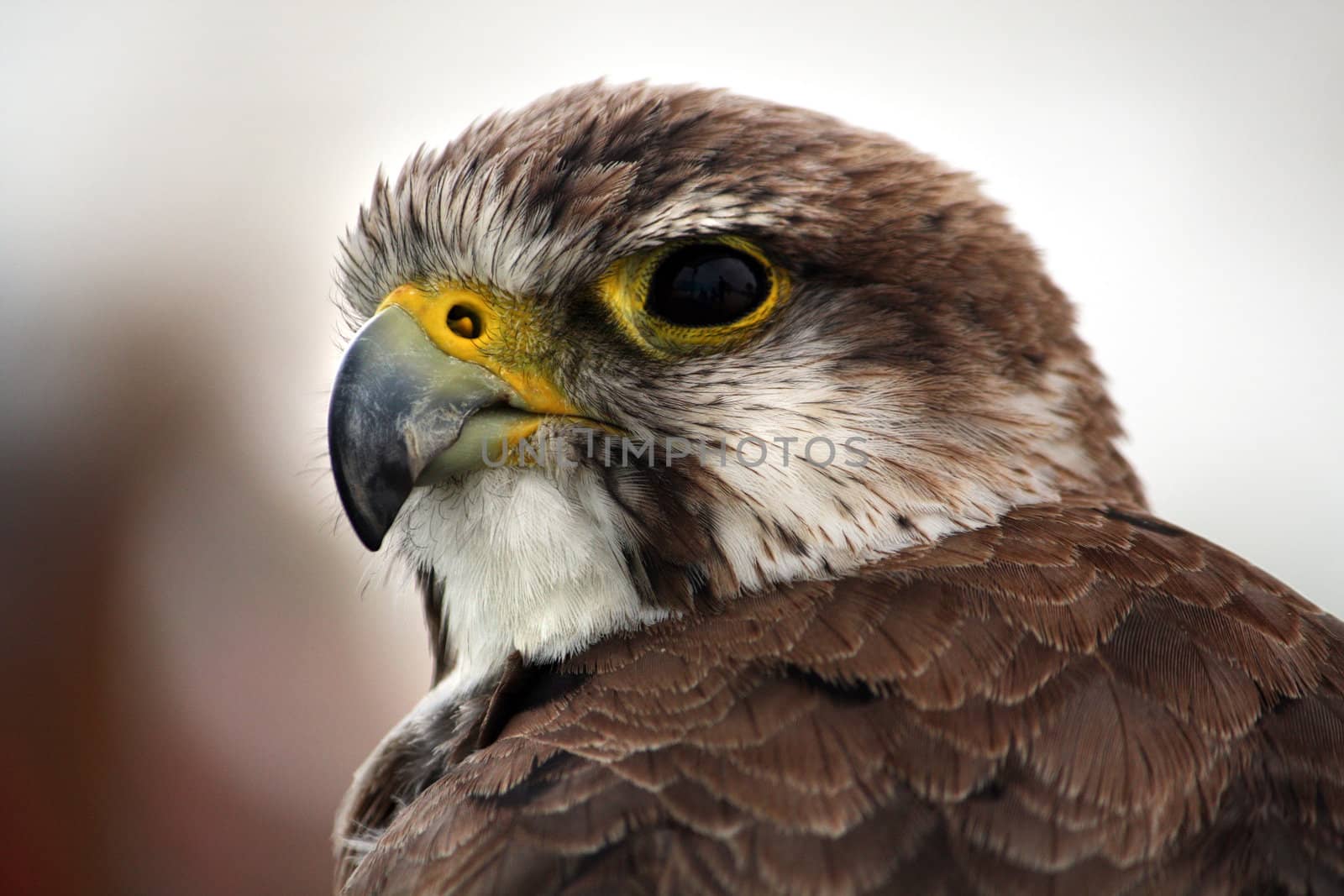 Close up view of the head of a saker falcon.