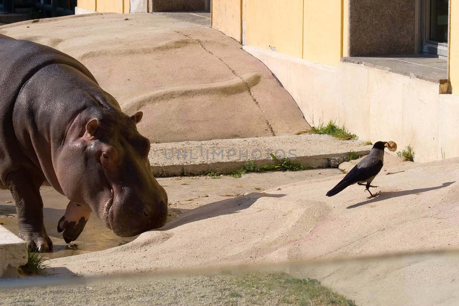hippo and bird