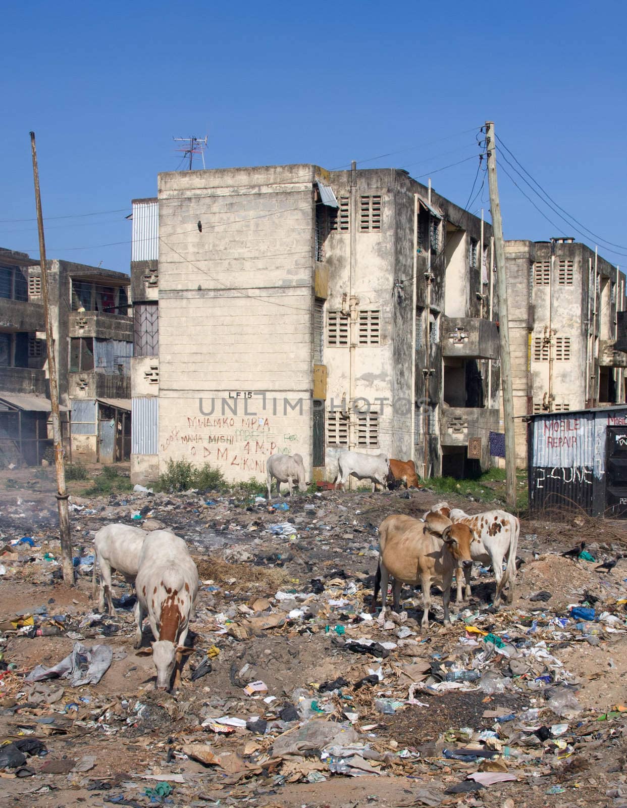 cows in the city