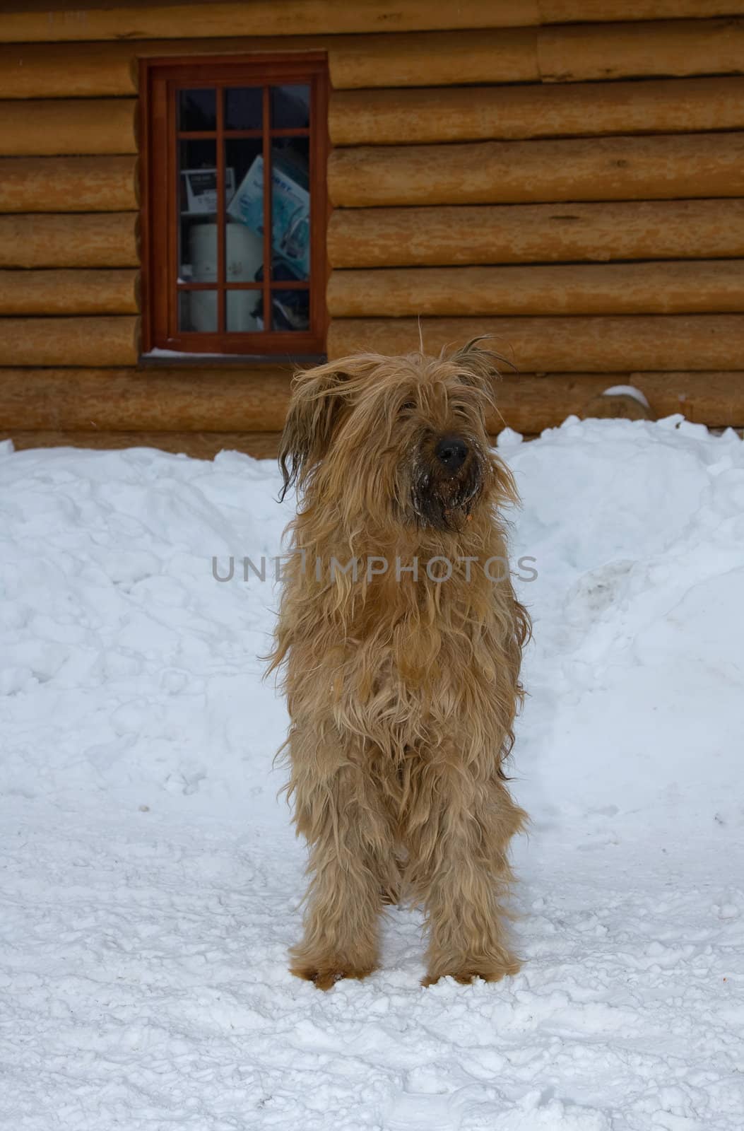 dog at snow