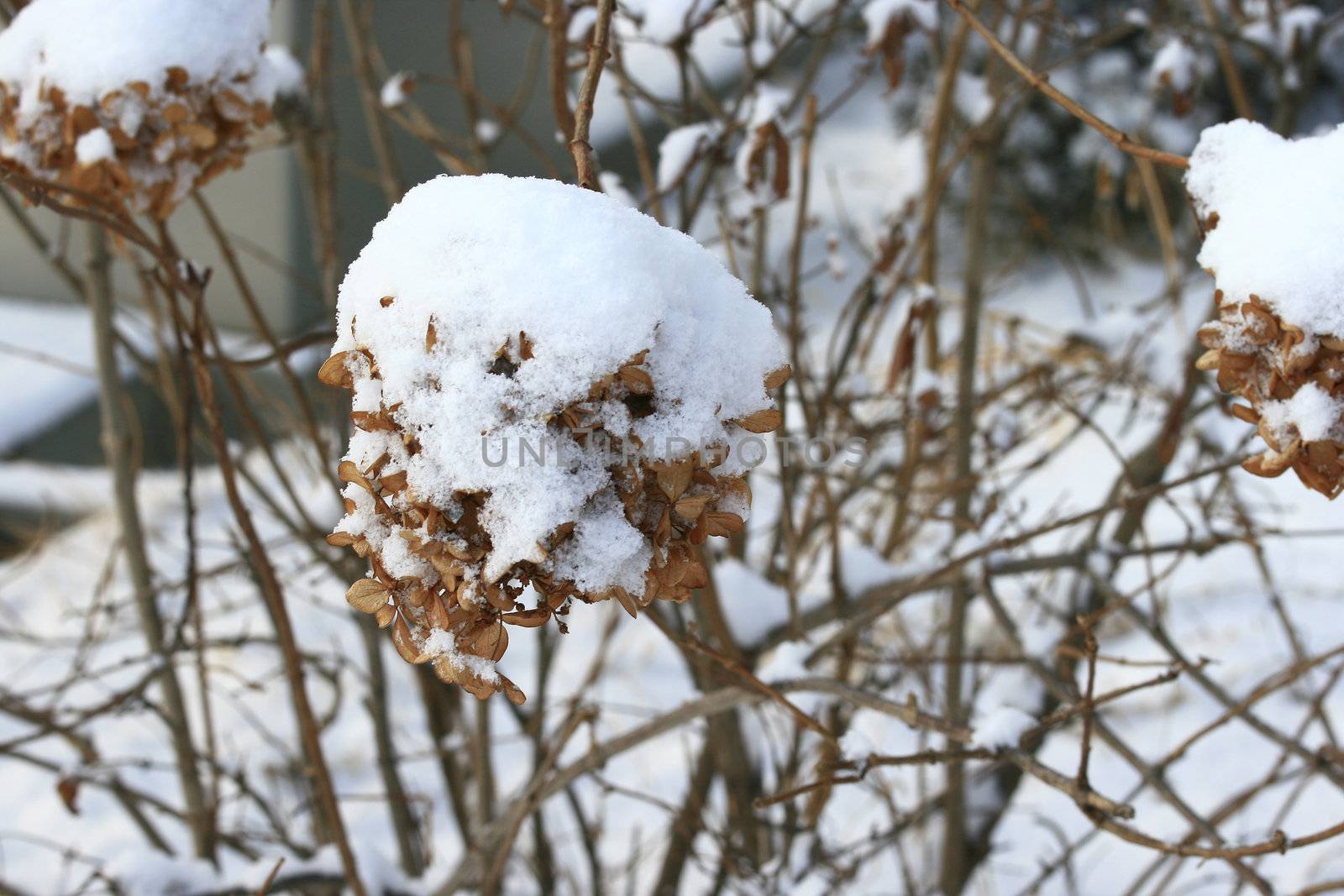 Winter leaf covered with snow by sacatani