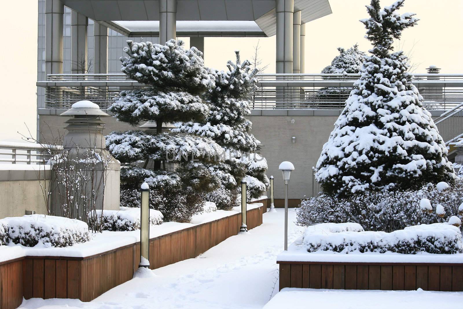 Snow at the rooftop with nice pine tree full of snow