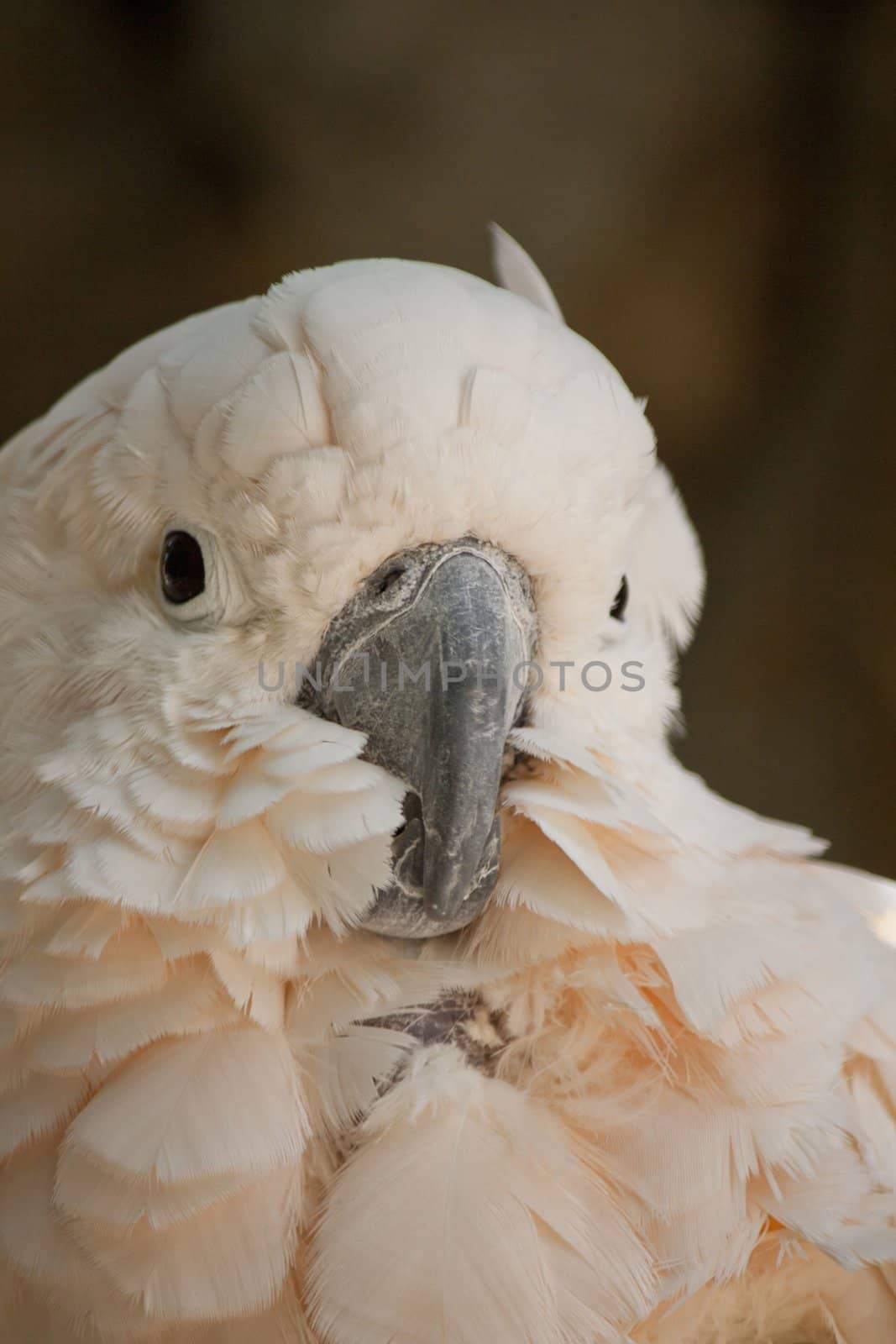 Close view of the head of a Salmon-crested Cockatoo.