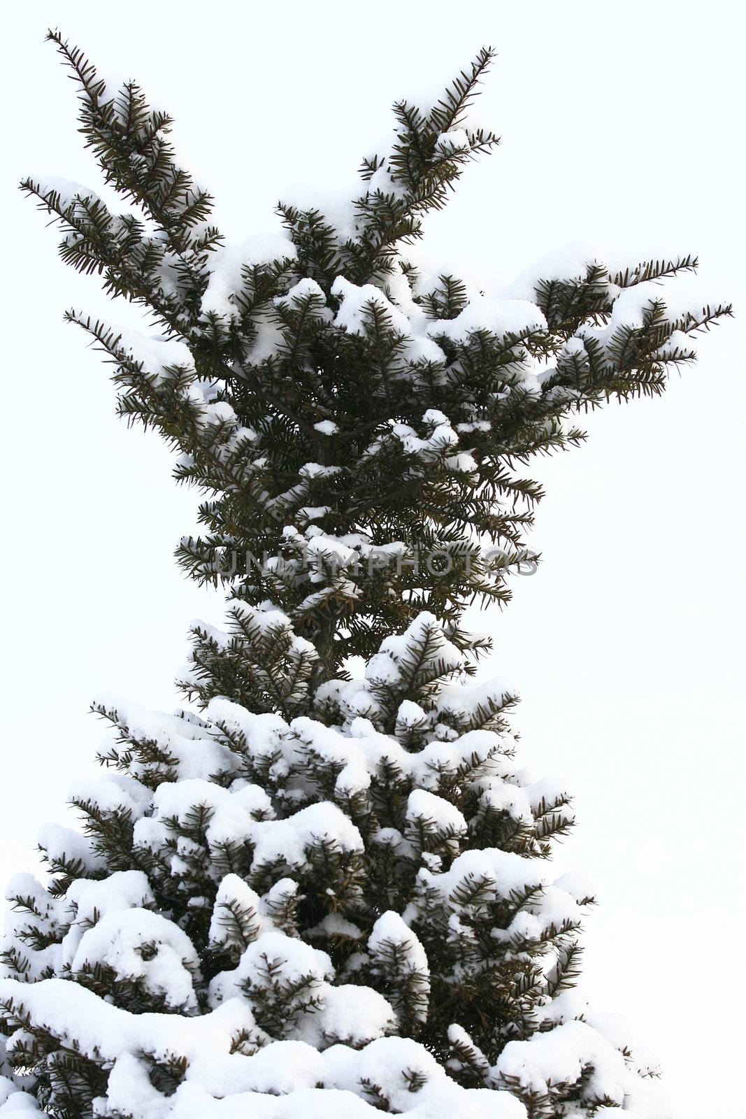 Snow on a pine tree by sacatani