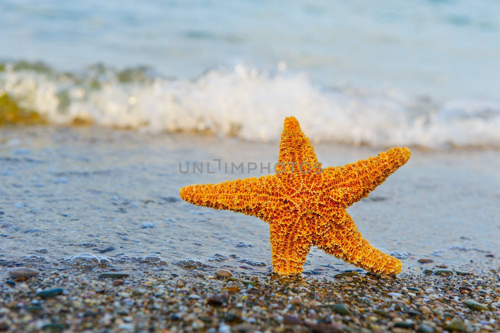 Starfish ashore. Waves on a background