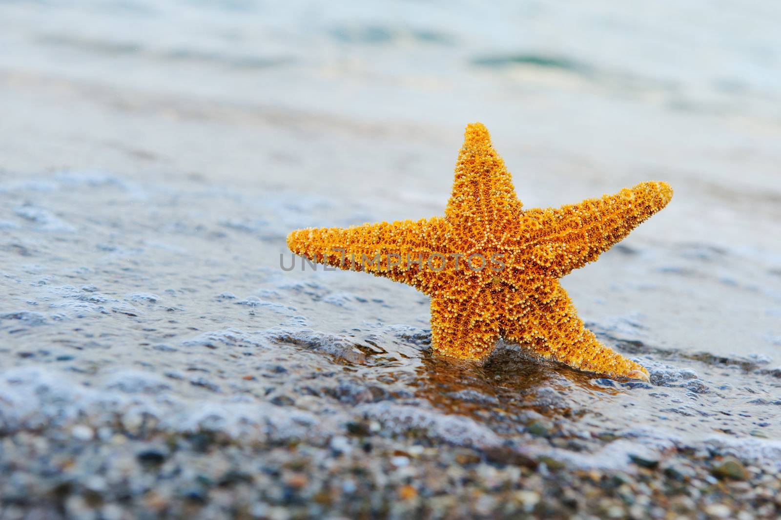 Starfish ashore. Waves on a background