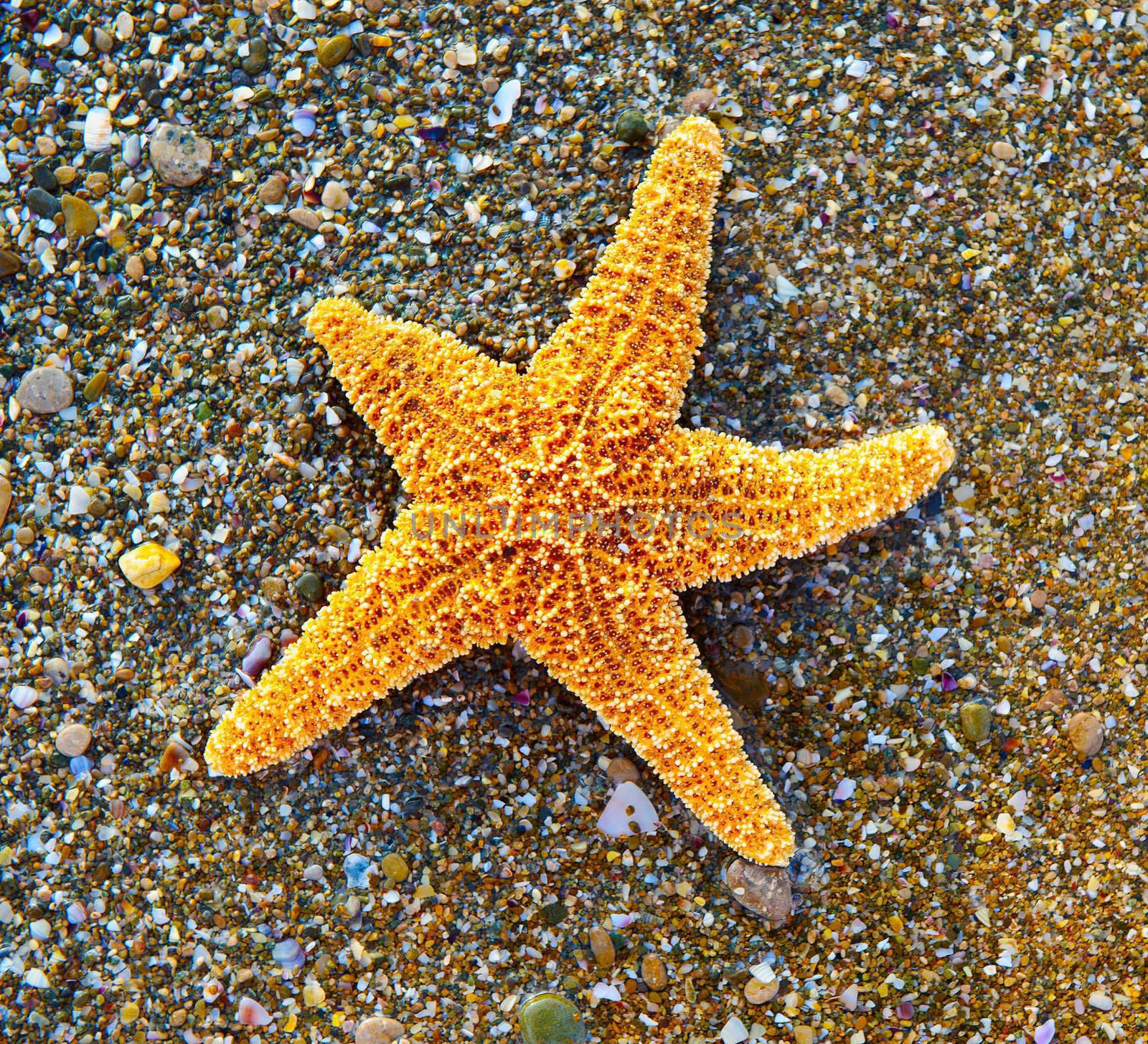 Starfish on sea coast. A wet shell rock