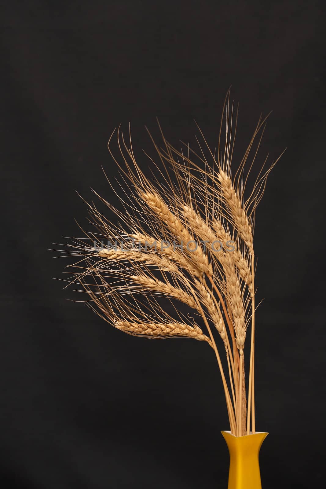 Few ears of wheat in yellow ceramic vase on dark background