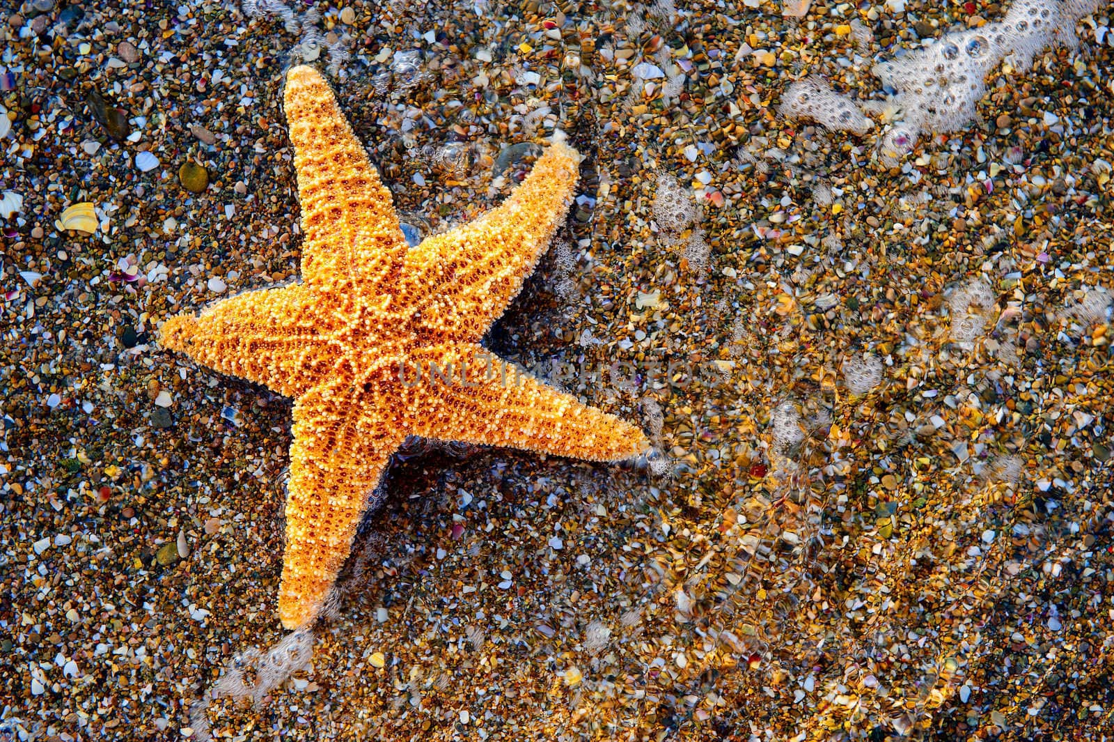 Starfish on sea coast. A wet shell rock