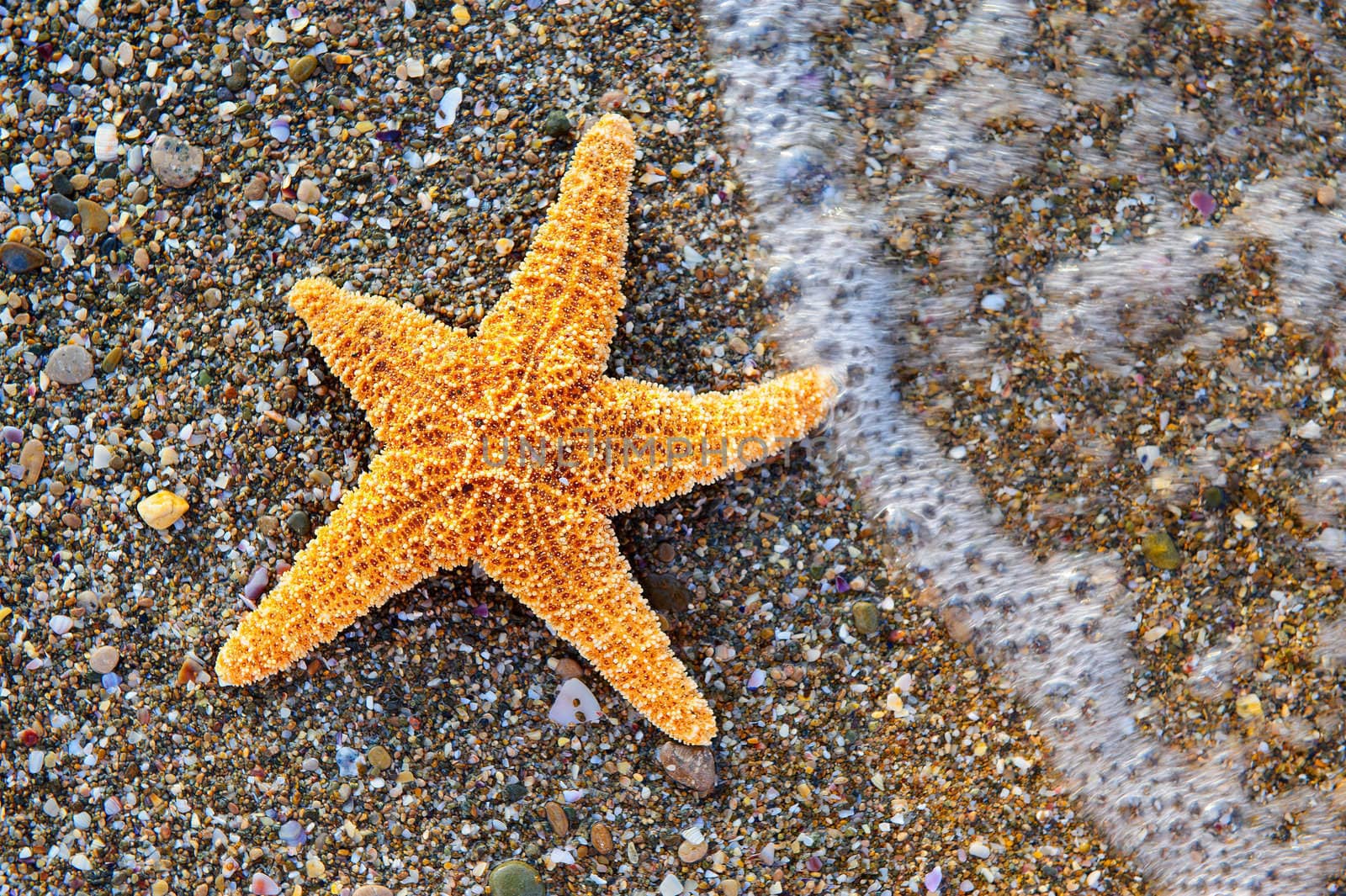 Starfish on sea coast by galdzer