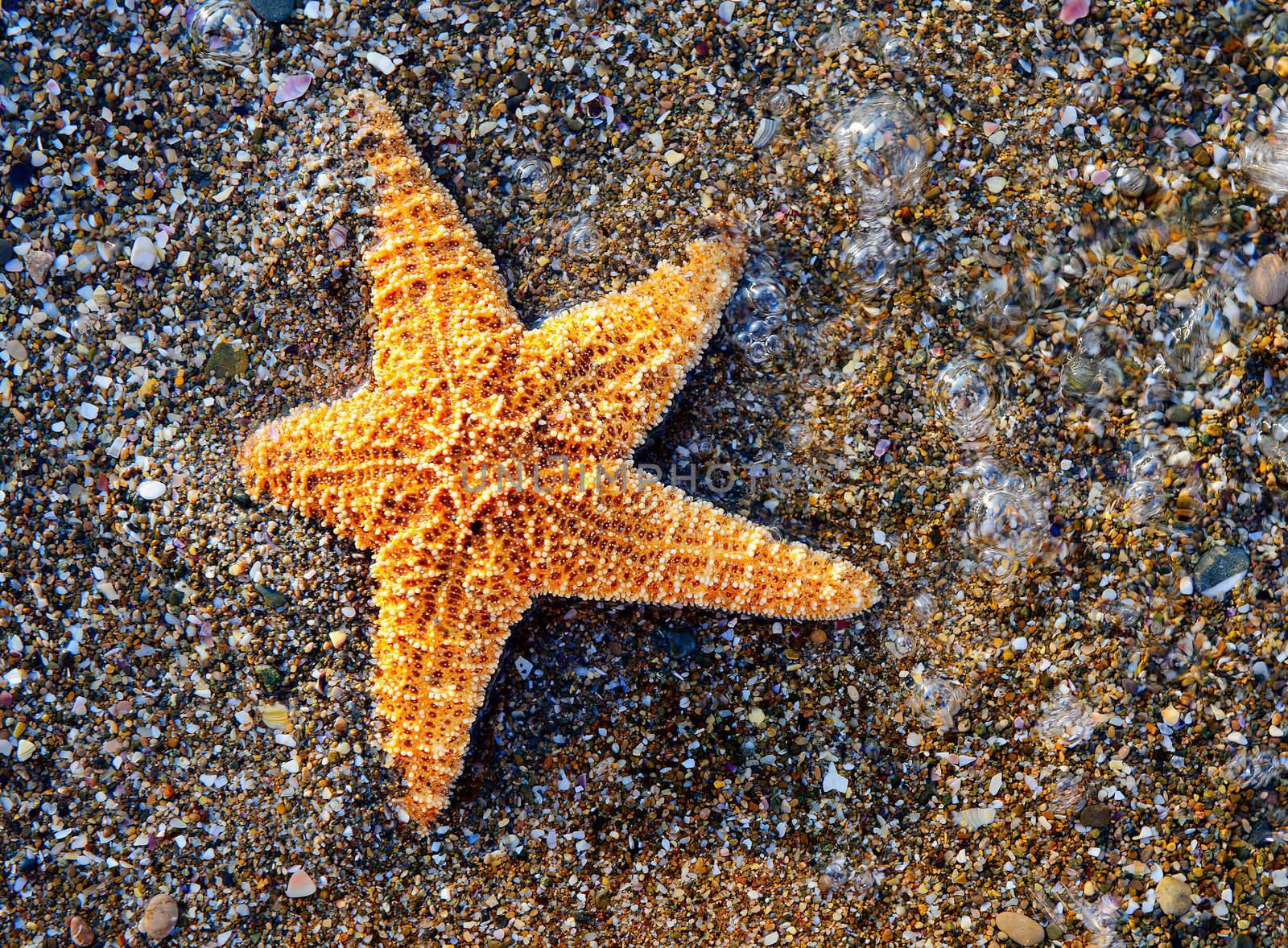 Starfish on sea coast by galdzer