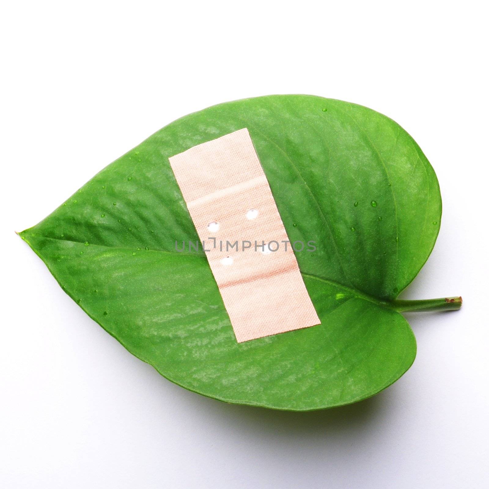 green leaf isolated on white showing broken nature ecology concept with band aid