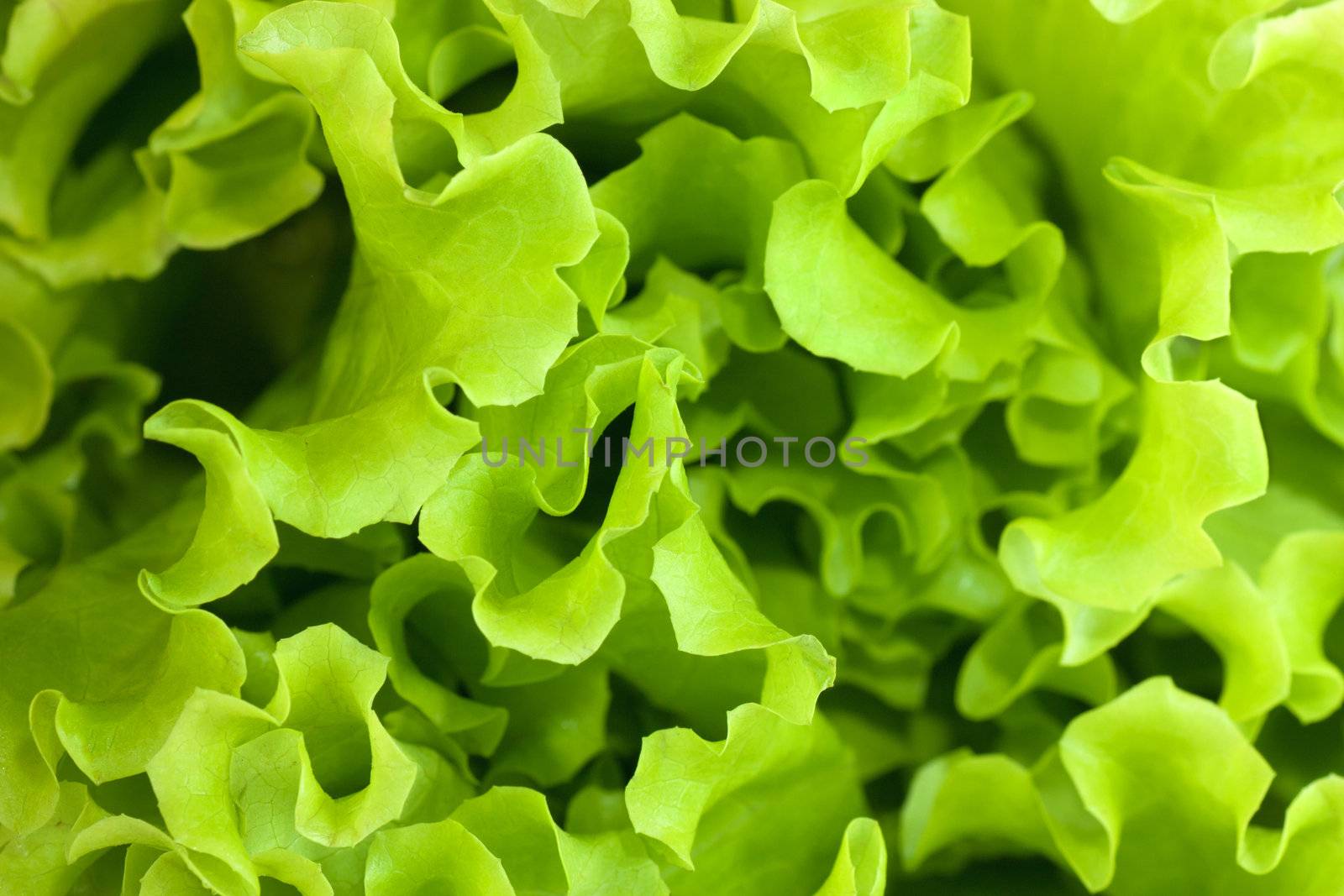 Macro view of fresh green juicy leaves of lettuce.