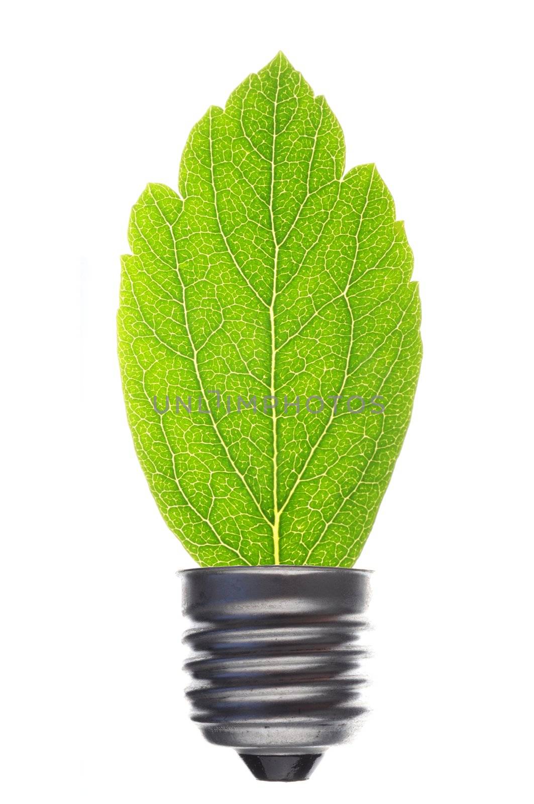 green leaf and bulb isolated on white showing ecological power concept