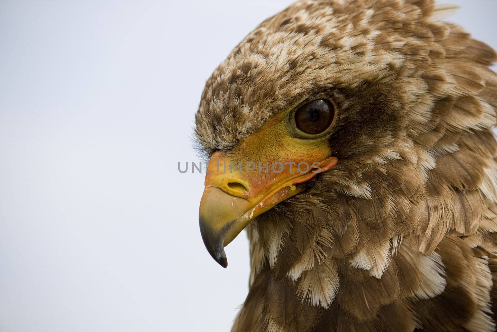 Bateleur eagle by membio