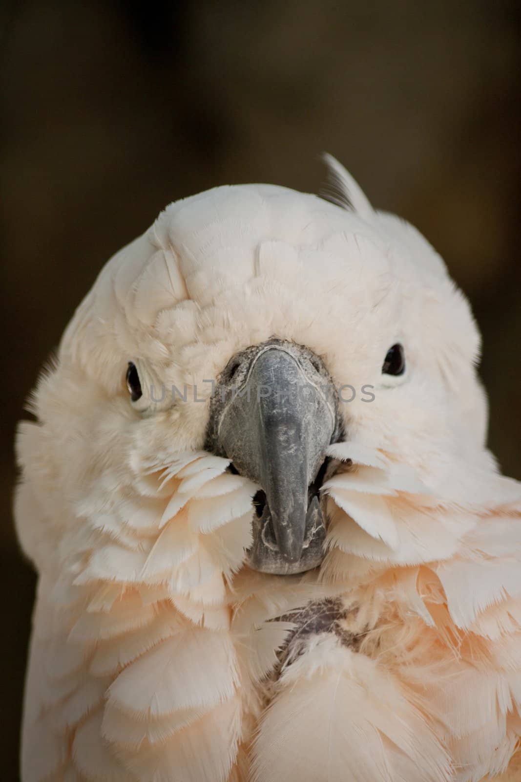 Close view of the head of a Salmon-crested Cockatoo.