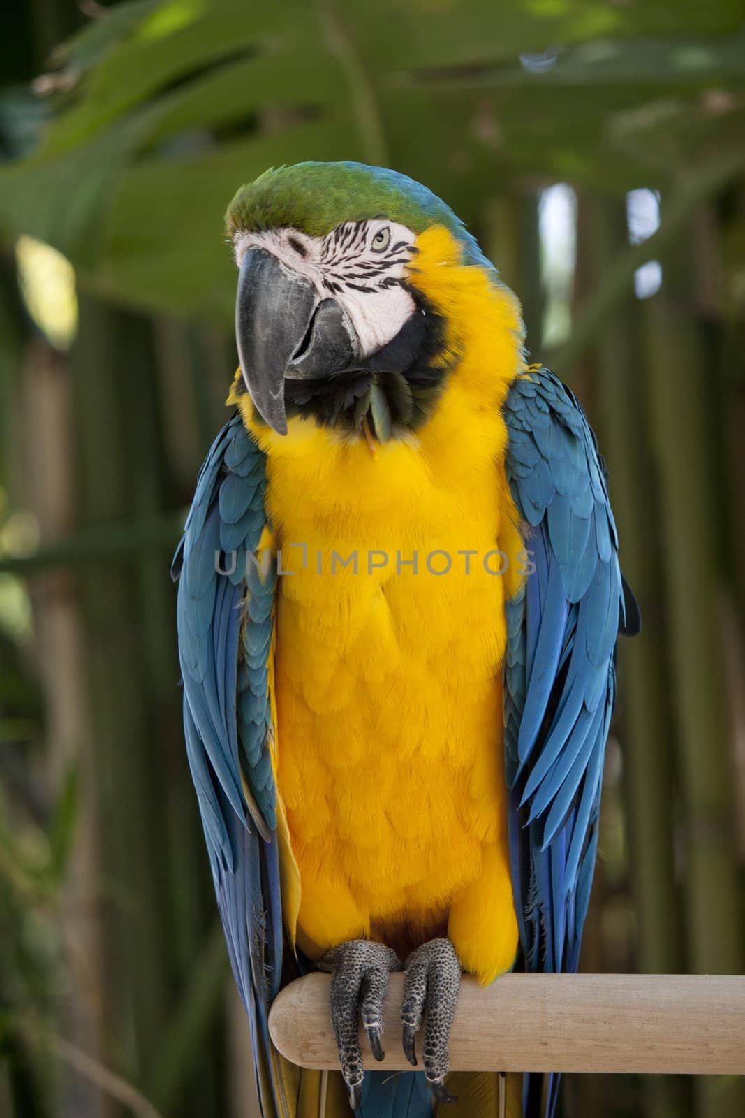 Close view of a Blue-and-yellow Macaw on a zoo.