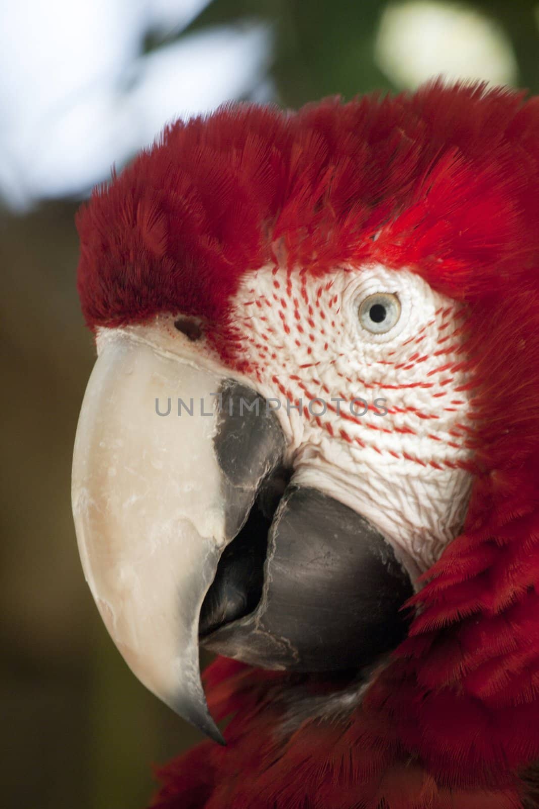 Close up view of the head of a Scarlet Macaw.