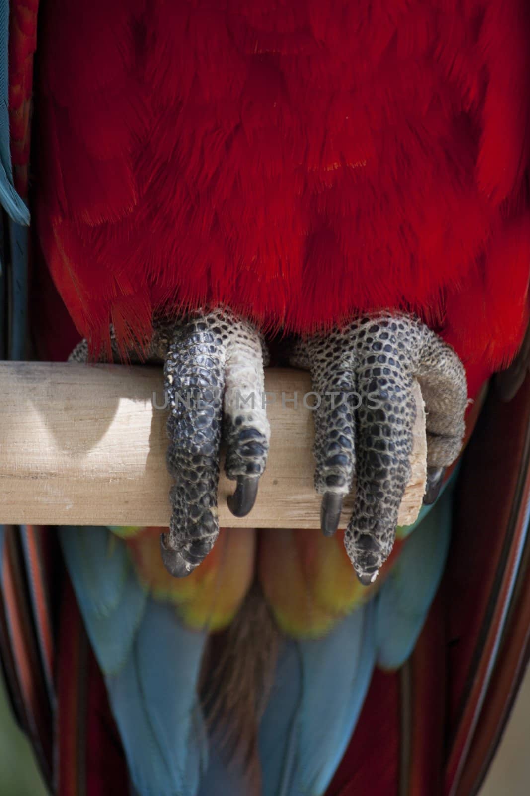 Close view of the claws of a Scarlet Macaw on a zoo.