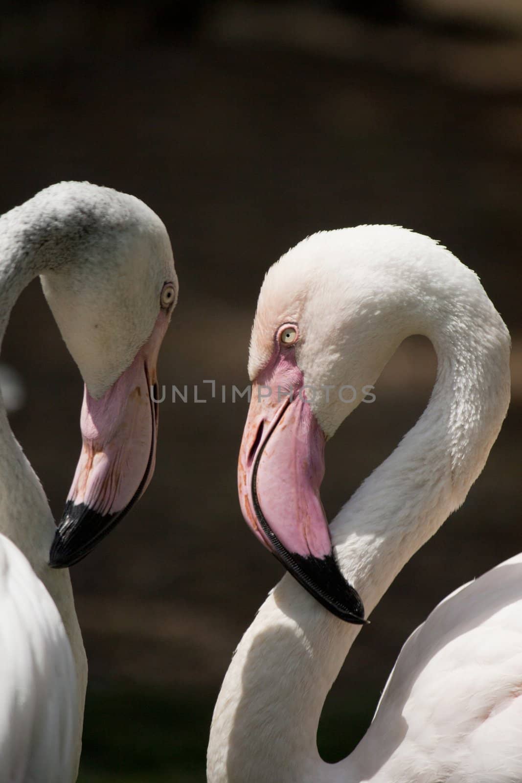 Close view of the heads of the greater flamingoes.