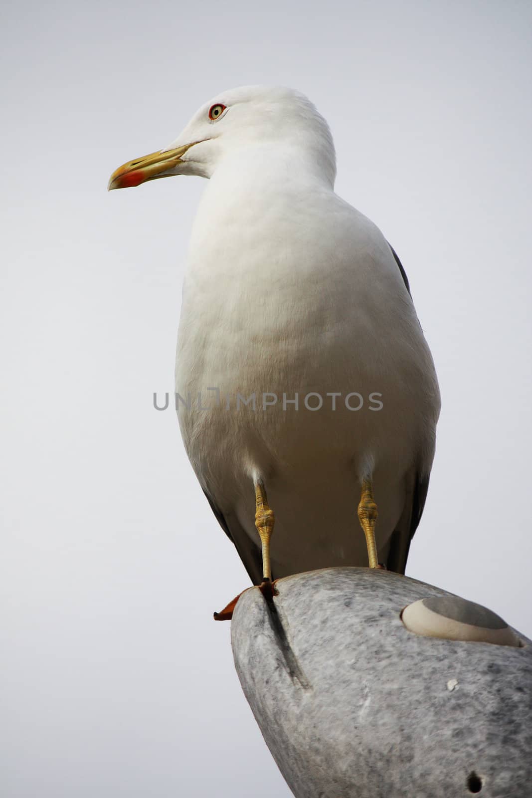 Upward perspective view of a gull on top of a stone statue.