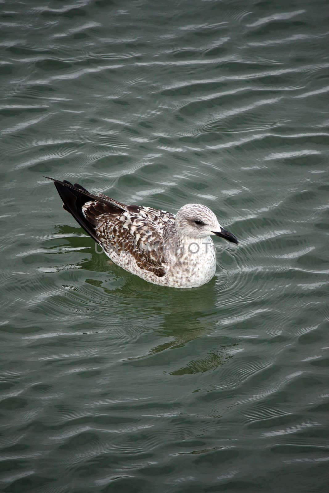 Downward perspective view of a juvenile gull swimming on the water.