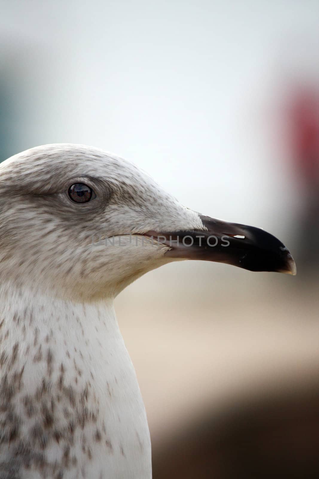 Closeup view of the side of an head of a juvenile gull. 