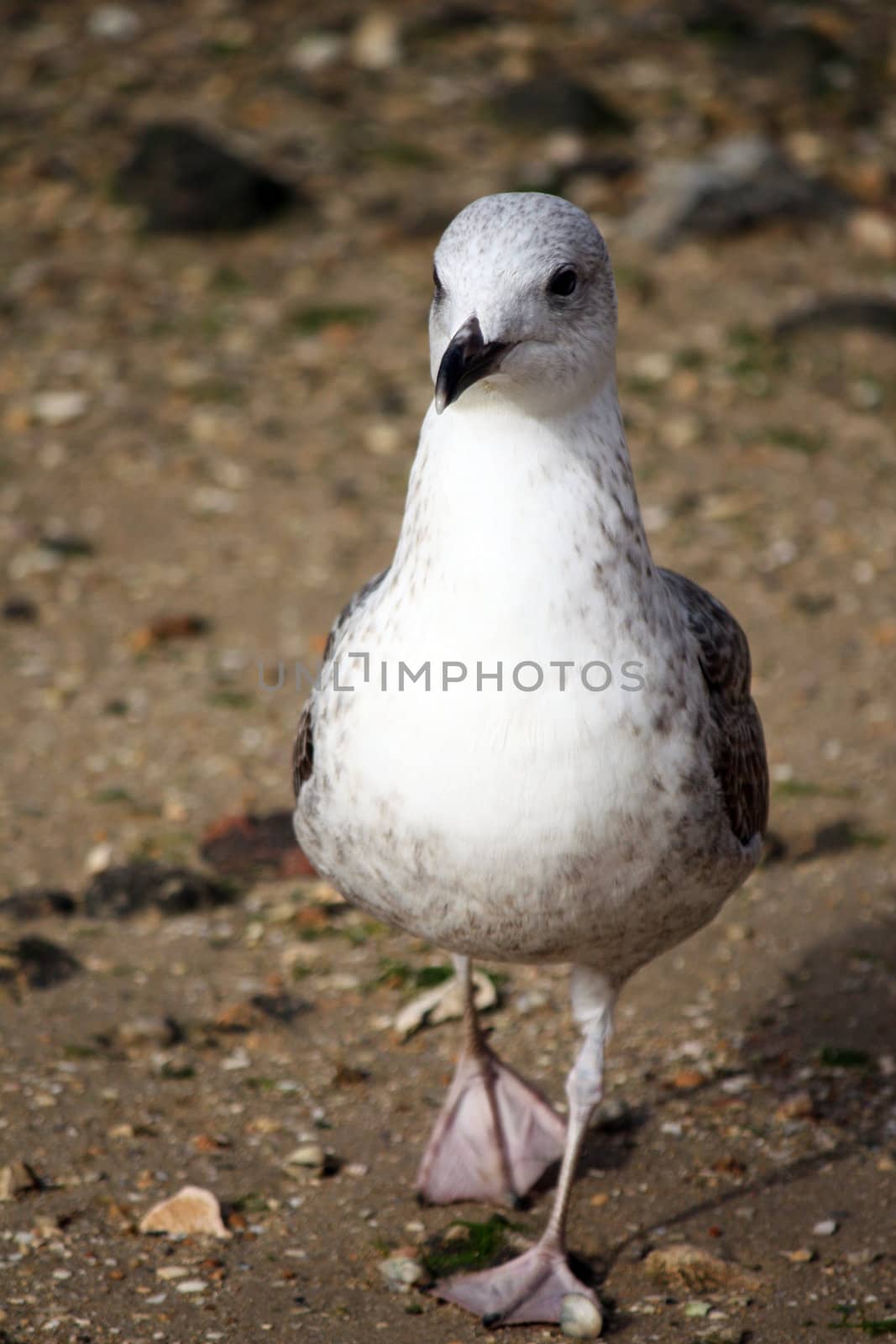 Juvenile gull walking on the sandy pebbled beach shoreline.