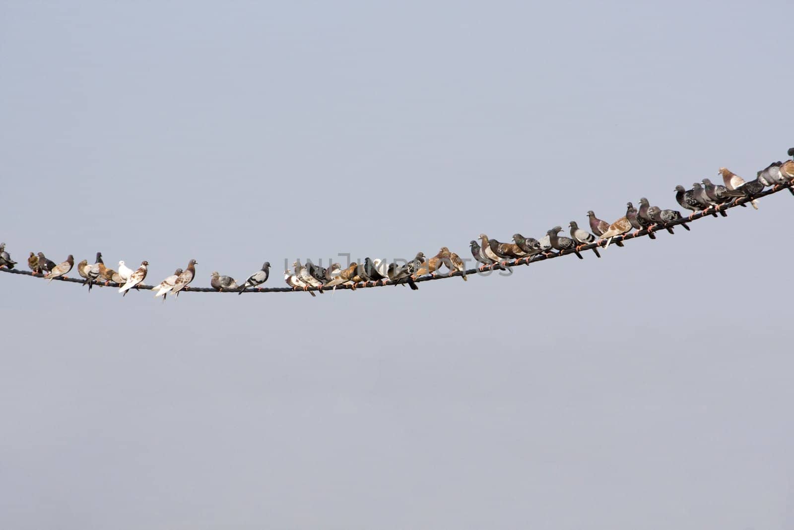 View of many pigeons on a curved electricity wire.