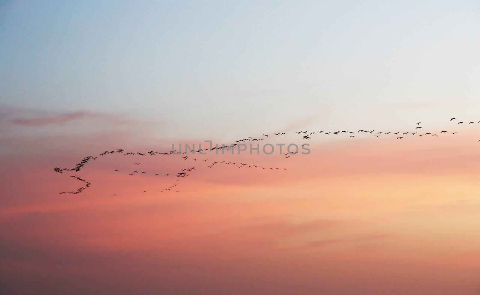 Big flock of birds in a migration route at sunset.