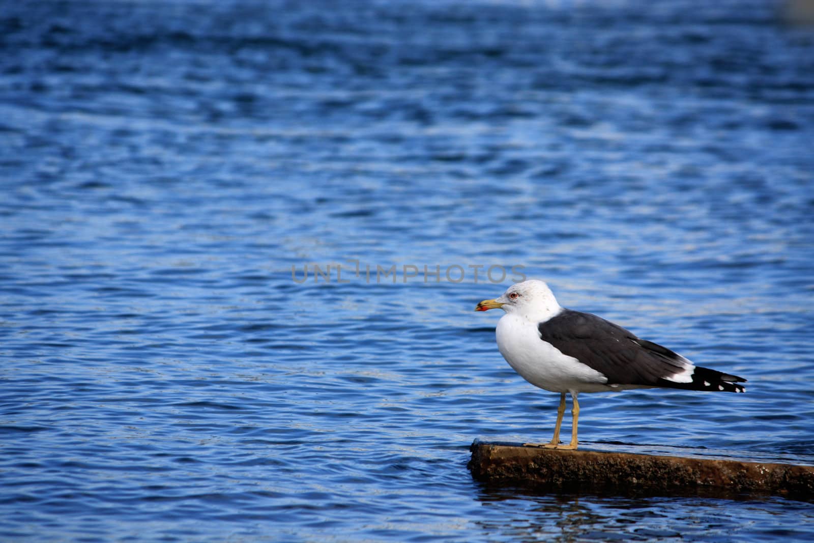 View of a gull on top of a rock surrounded by water.