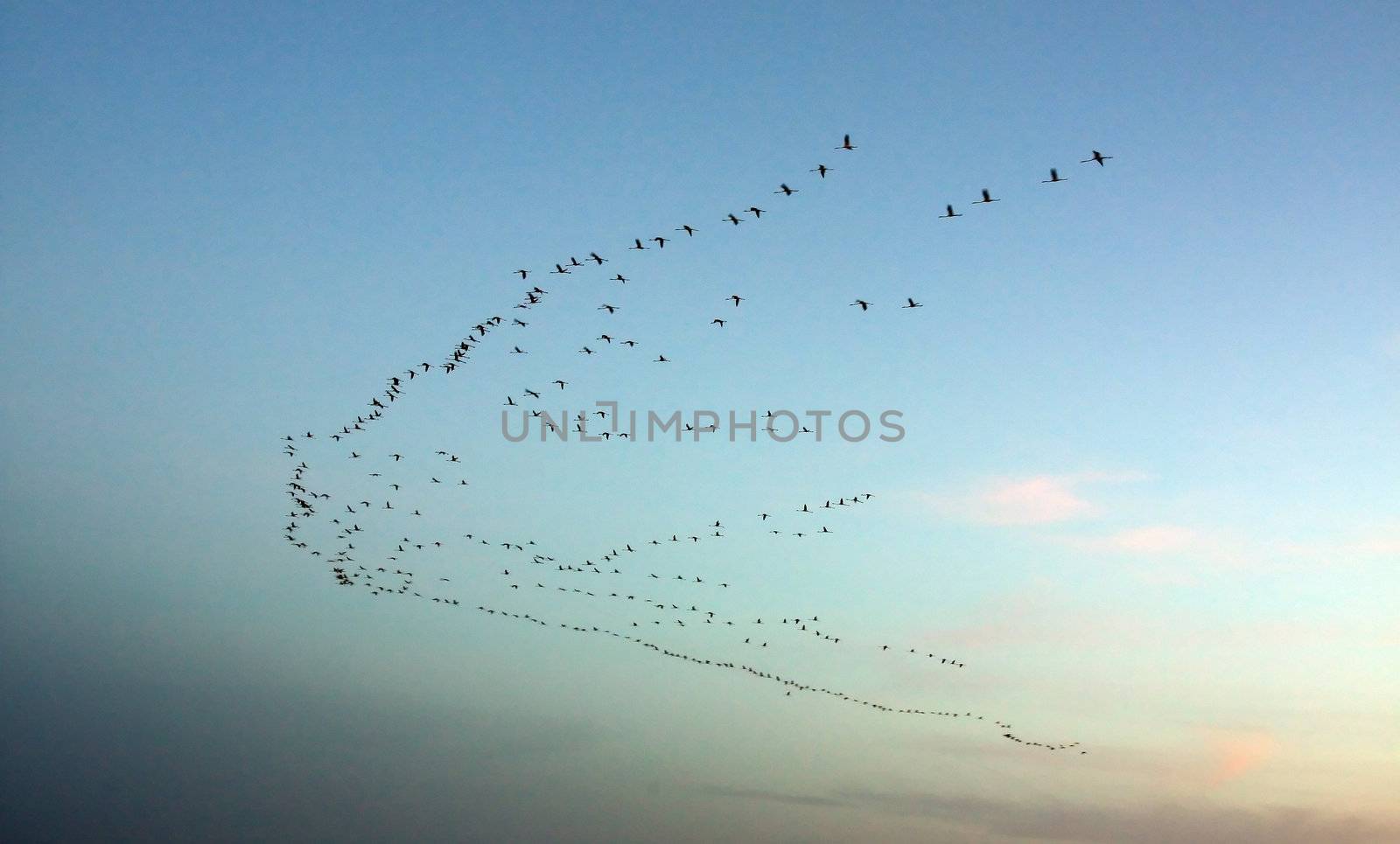 Big flock of birds in a migration route at sunset.