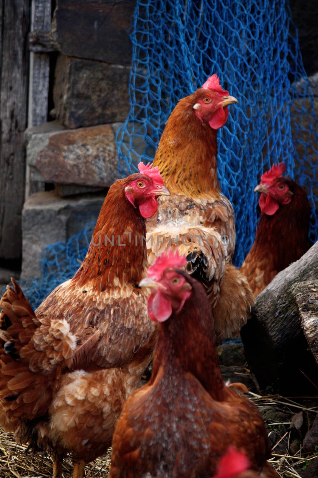 View of several brown chickens on the lookout.