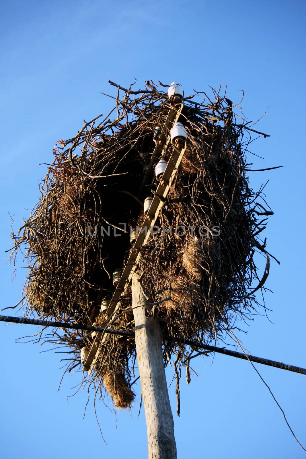 View from below the nest of a white stork bird.