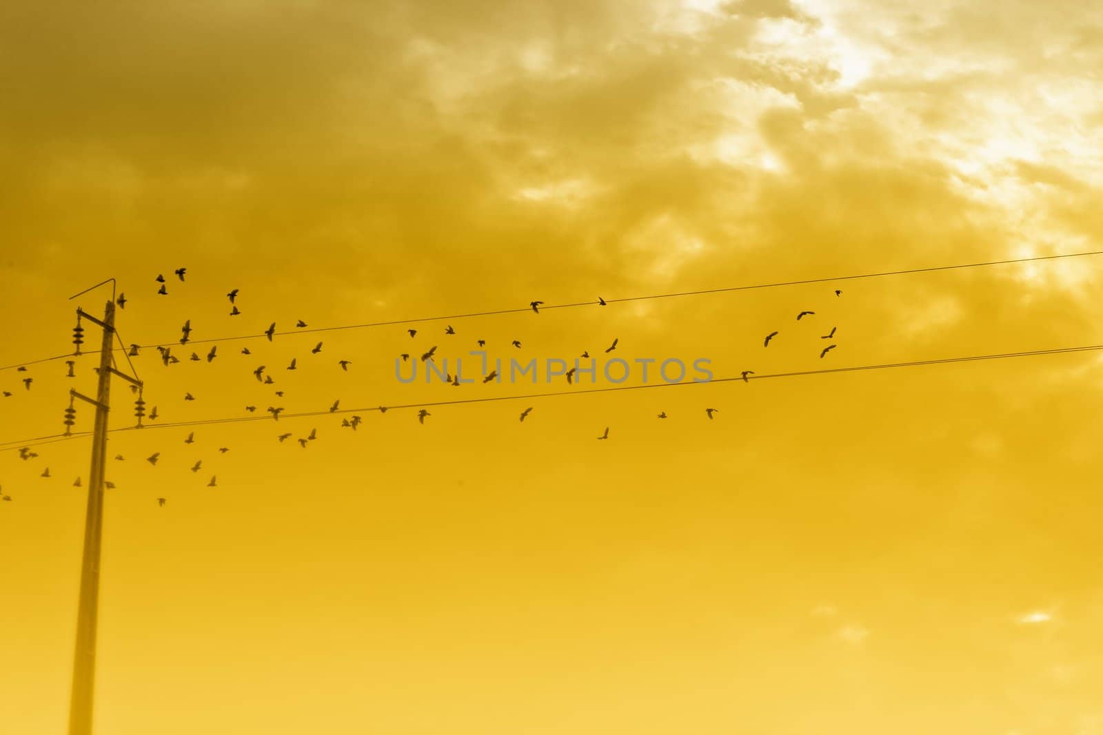 View of a flock of birds around an electrical power line.