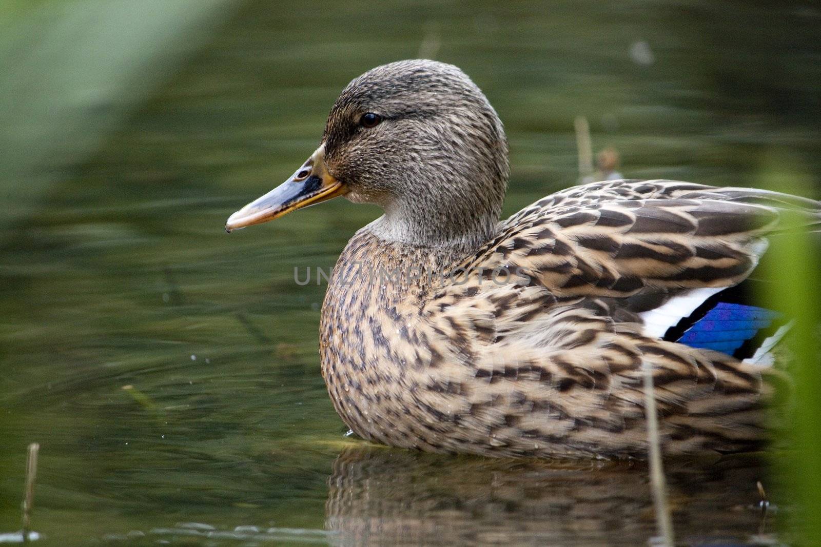 Close up view of a beautiful mallard duck on a pond.