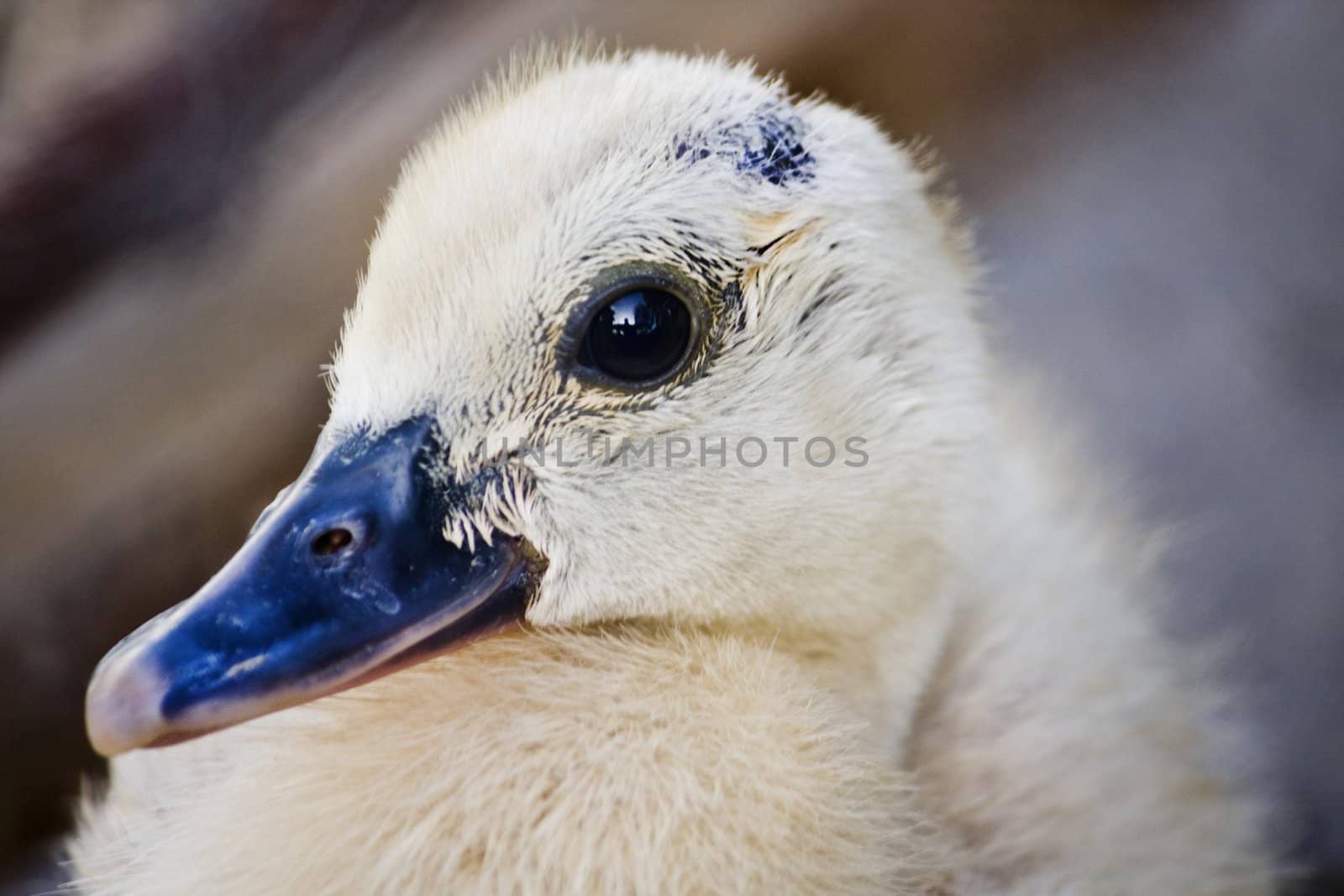 Close up view of a cute newborn duck.