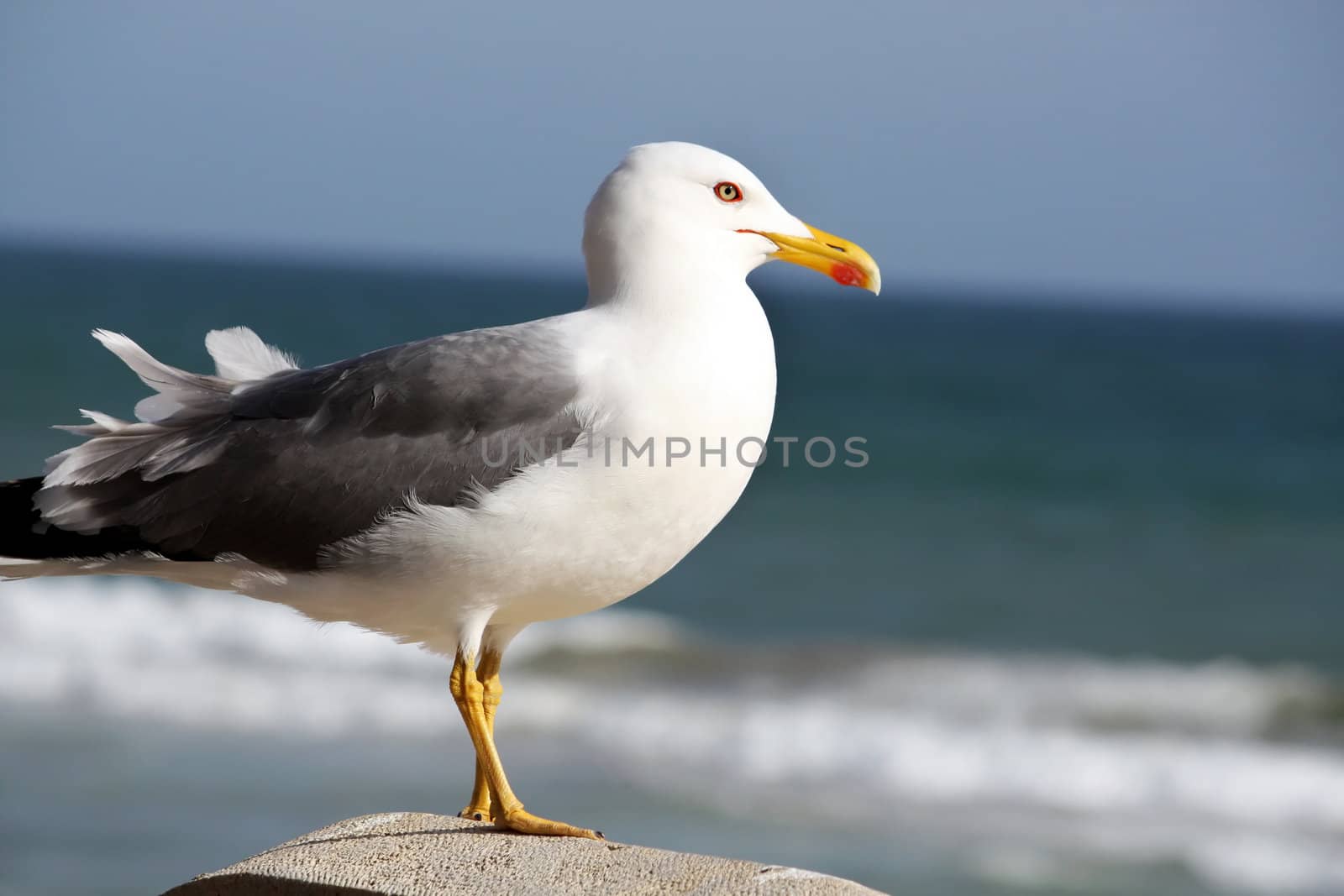 View from the side, a seagull marine bird watching the sea.