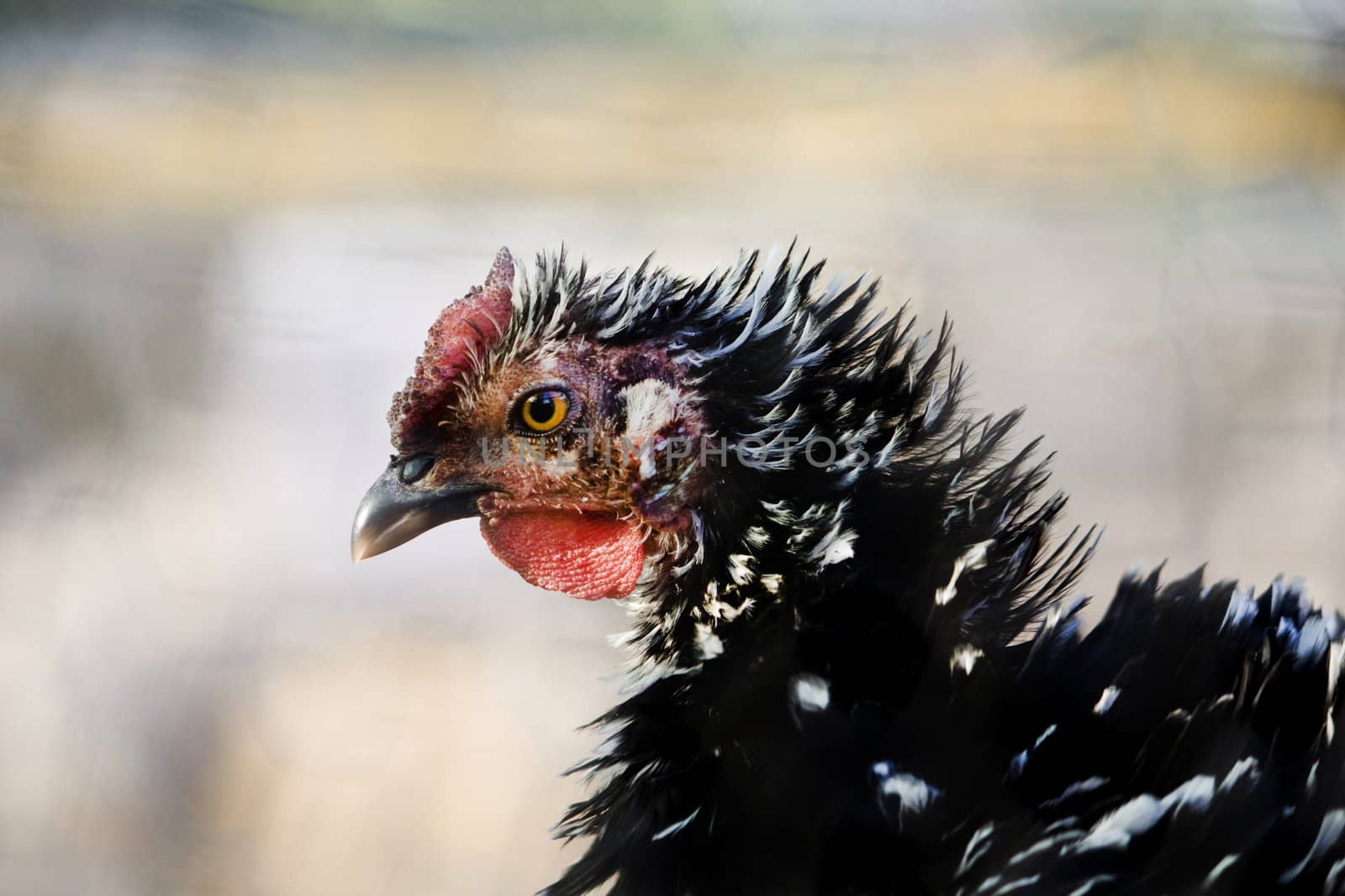 View of the head of a black chicken on a side profile.