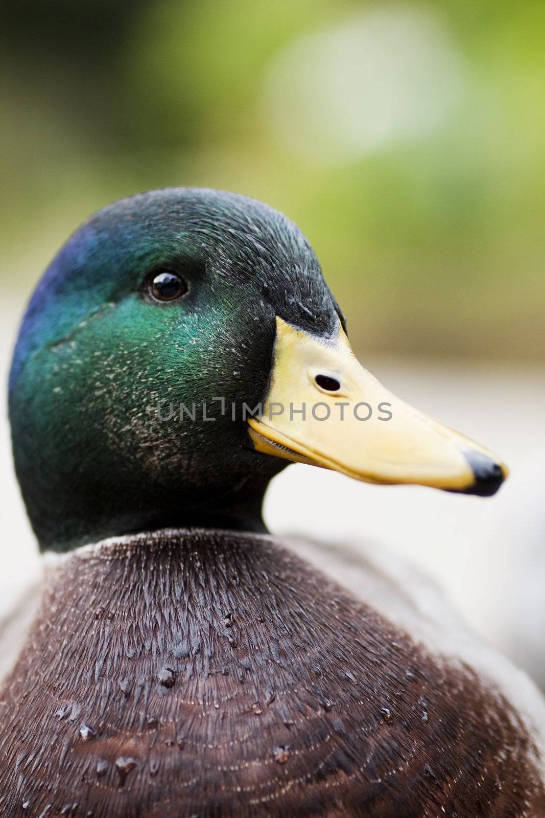 Close up view of a beautiful mallard duck with droplets of water.