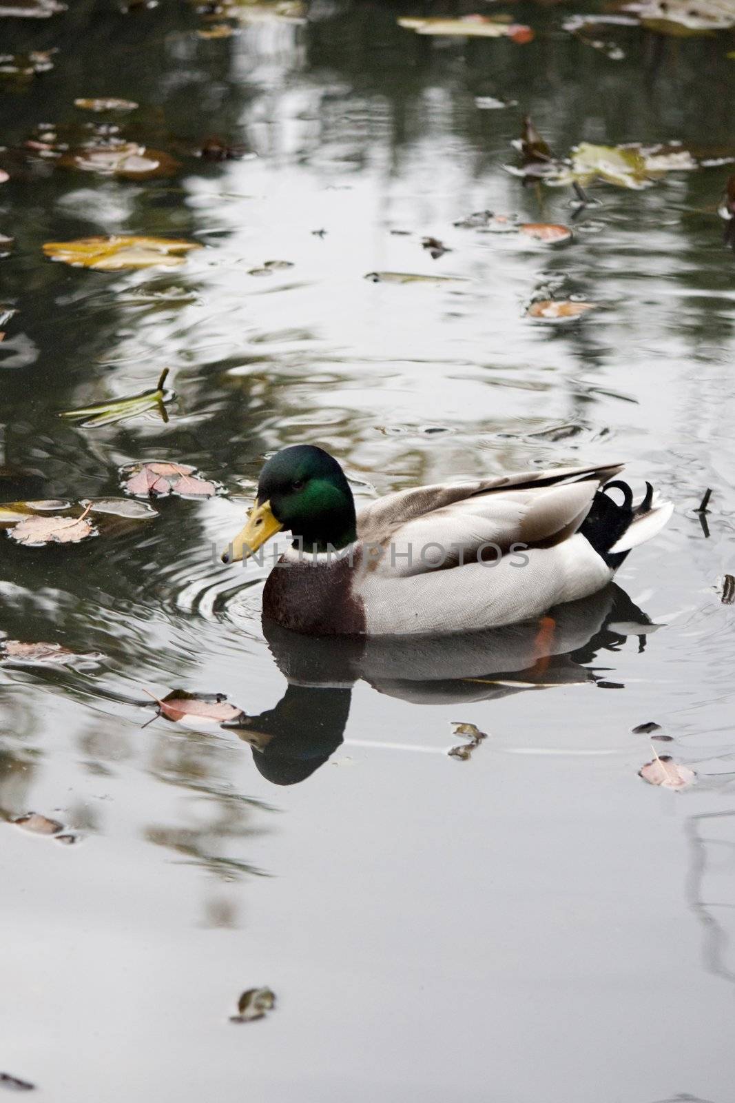 mallard duck by membio