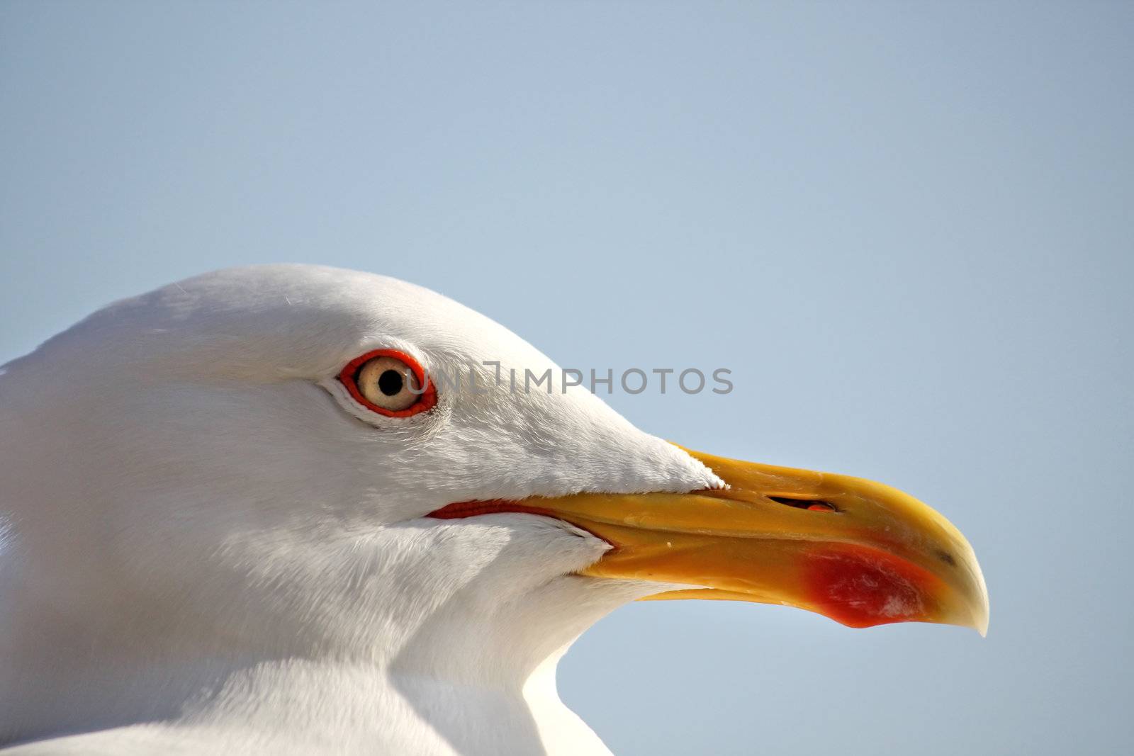 Close up view of the head of a seagull bird.